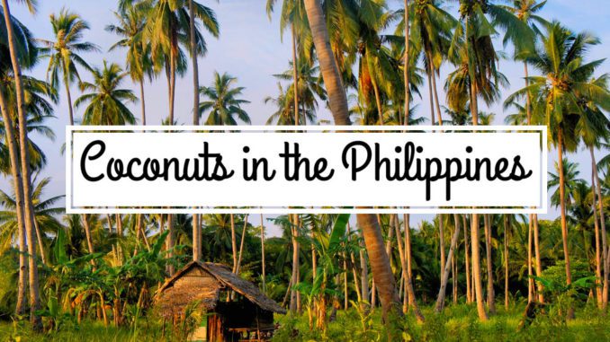 Coconuts: The Philippines most versatile resource?